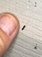 Euplatypus compositus