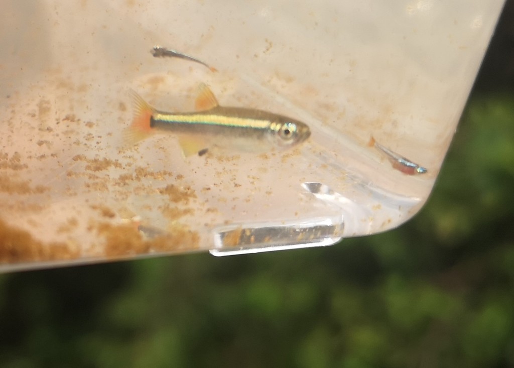 White Cloud Minnows from Conghua on July 05, 2020 at 1046 AM by snide