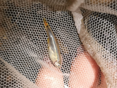 White Cloud Mountain minnow (Tanichthys albonubes) — Cyprinidae — 2