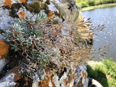 Schivereckia podolica