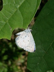 Celastrina neglecta