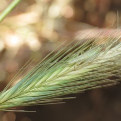 Oecanthus argentinus