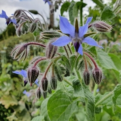 Borago