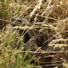 Crotalus oreganus