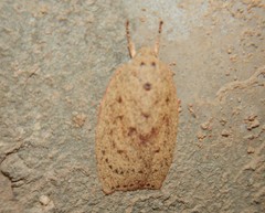 Euchaetis cryptorrhoda