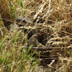 Crotalus oreganus