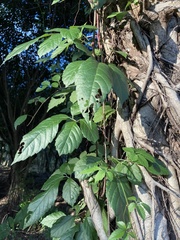Causonis japonica