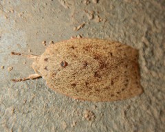Euchaetis cryptorrhoda