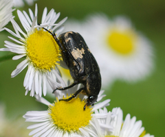Glycyphana fulvistemma