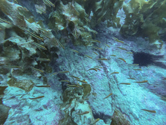 Forsterygion maryannae