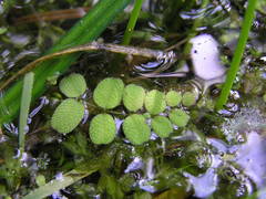 Salvinia natans