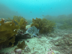 Nemadactylus douglasii