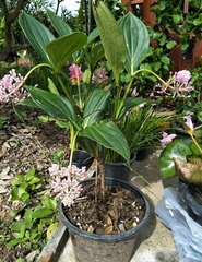 Medinilla cummingii