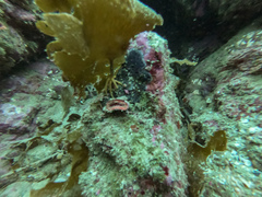 Monomyces rubrum