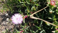 Ruschia rubricaulis