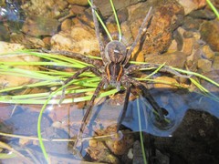 Dolomedes vicque