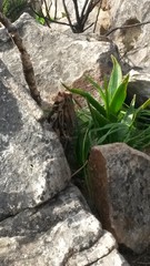 Aloiampelos commixta