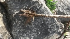 Aloiampelos commixta