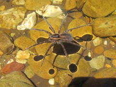 Dolomedes vicque