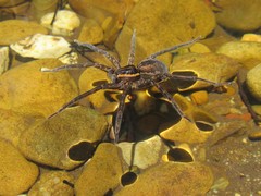 Dolomedes vicque