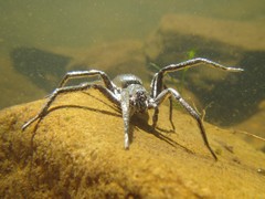 Dolomedes vicque