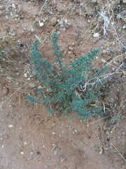 Halogeton glomeratus