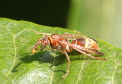 Polistes africanus