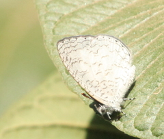 Spalgis lemolea lemolea
