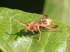 Polistes africanus
