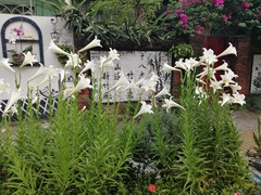 Lilium longiflorum scabrum