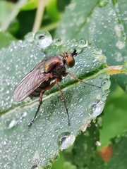 Dolichopus ungulatus