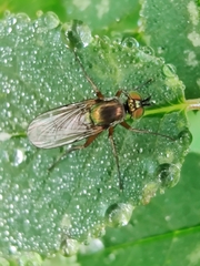 Dolichopus ungulatus