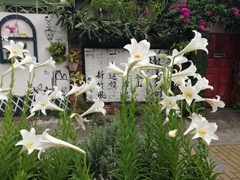 Lilium longiflorum scabrum