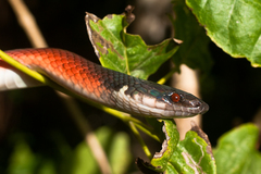 Coal Snake photo 2
