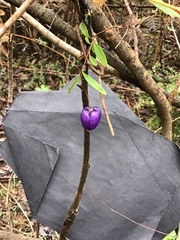 Billardiera macrantha