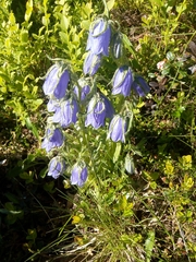Campanula alpina