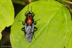 Clitellaria ephippium