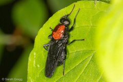 Clitellaria ephippium