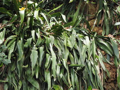 Sansevieria trifasciata