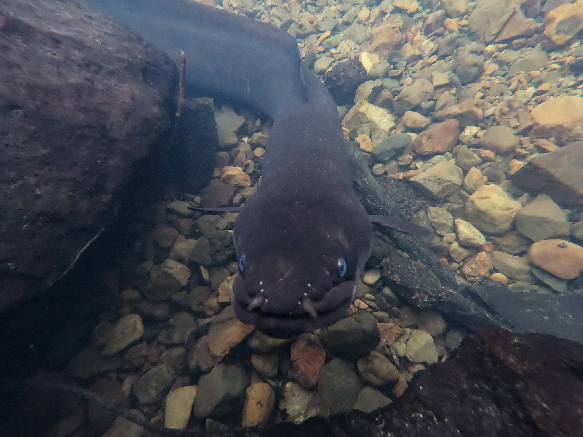 Highlands Long Finned Eel