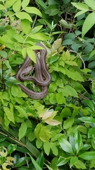 Elaphe quadrivirgata