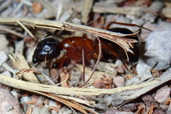 Camponotus semitestaceus