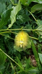 Calliteara pseudabietis