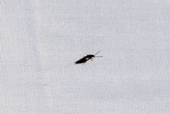 Spongiphoridae