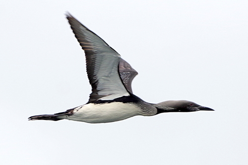 Arctic Loon
