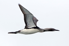 Black-Throated Diver photo 6