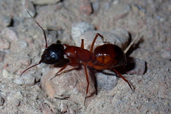 Camponotus semitestaceus