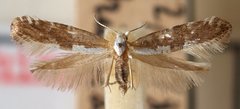 Argyresthia mendica