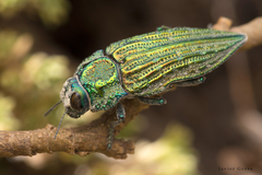 Ectinogonia speciosa