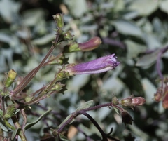 Penstemon caesius